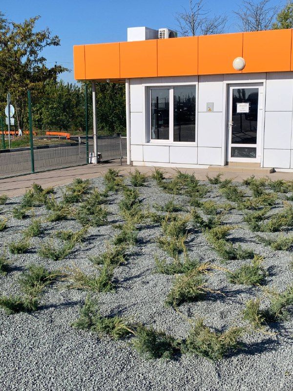 озеленение территории