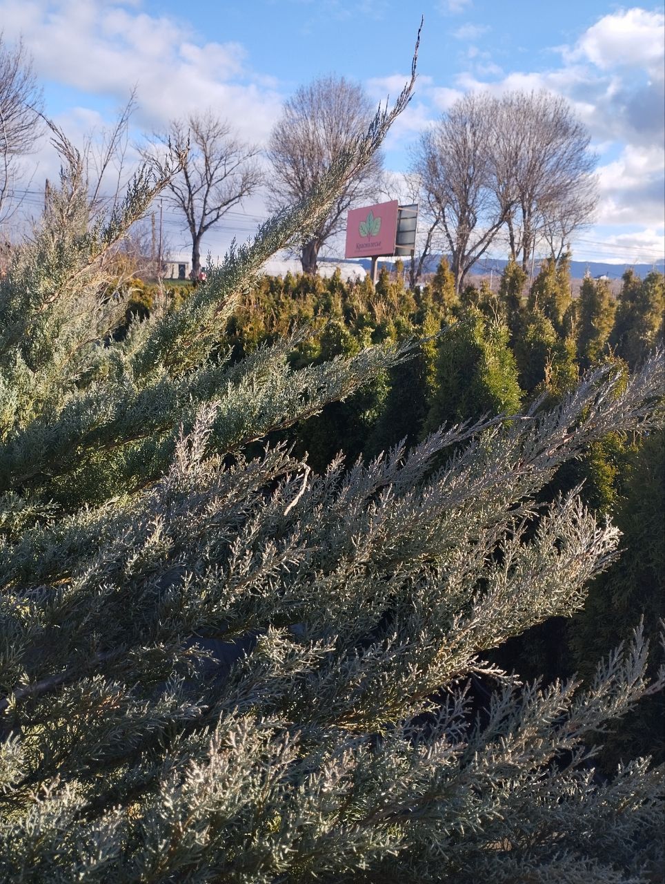 можжевельник