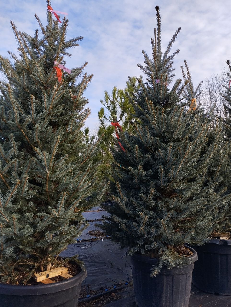 ель голубая