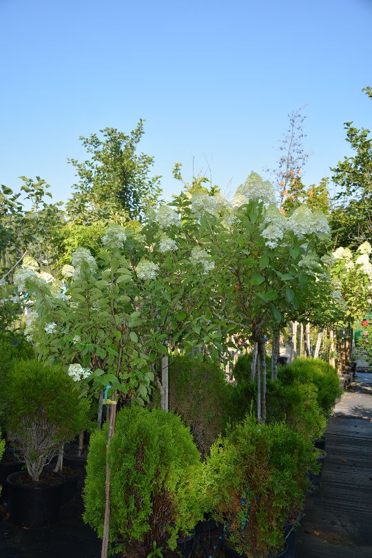 гортензия метельчатая