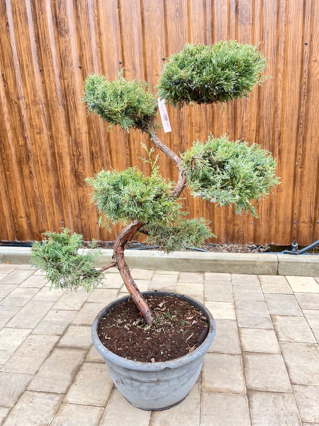 Можжевельник Грей Оул