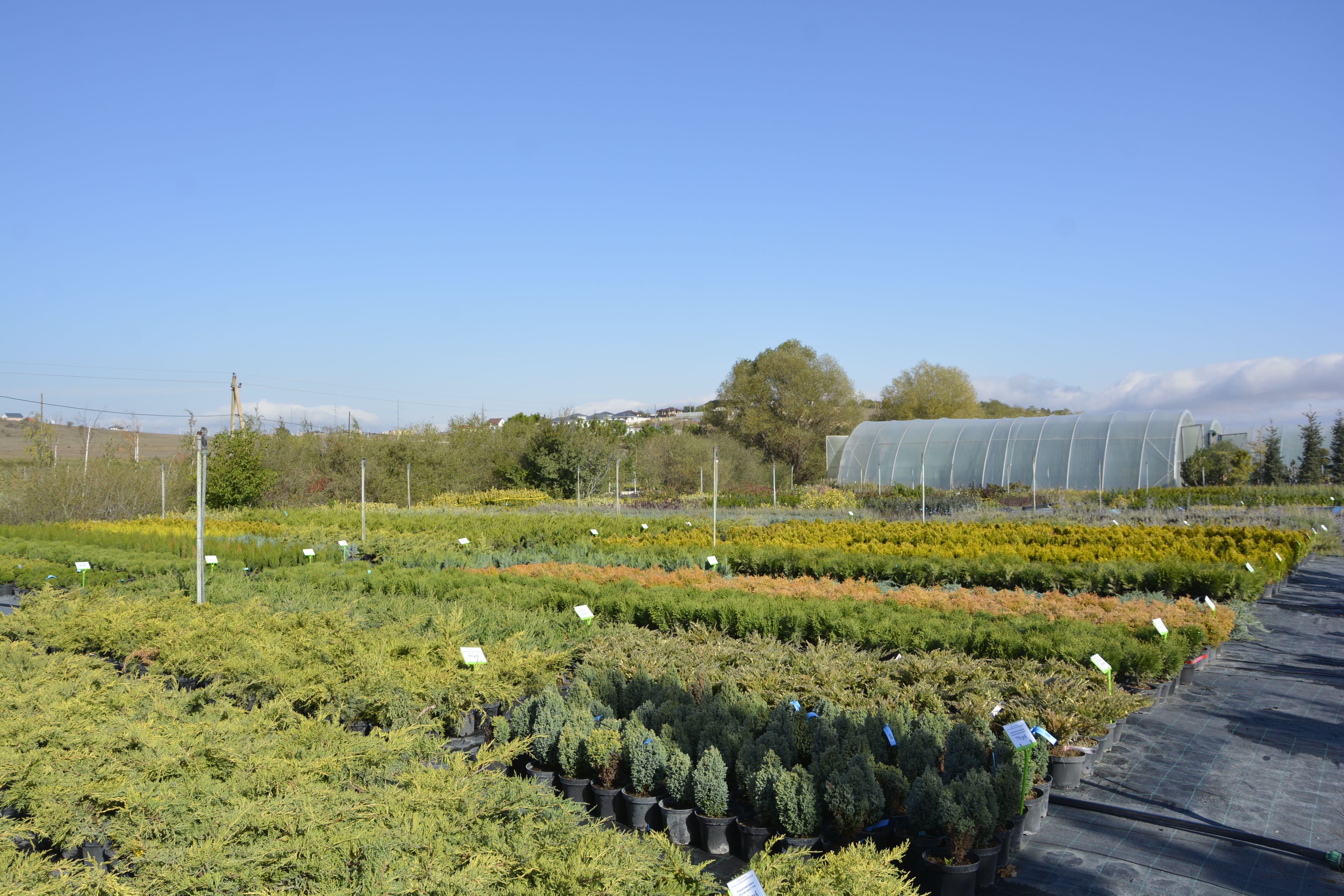 Фото галерея Питомника декоративных растений "Краснолесье"