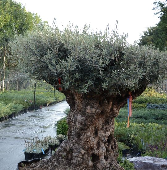 дерево оливы