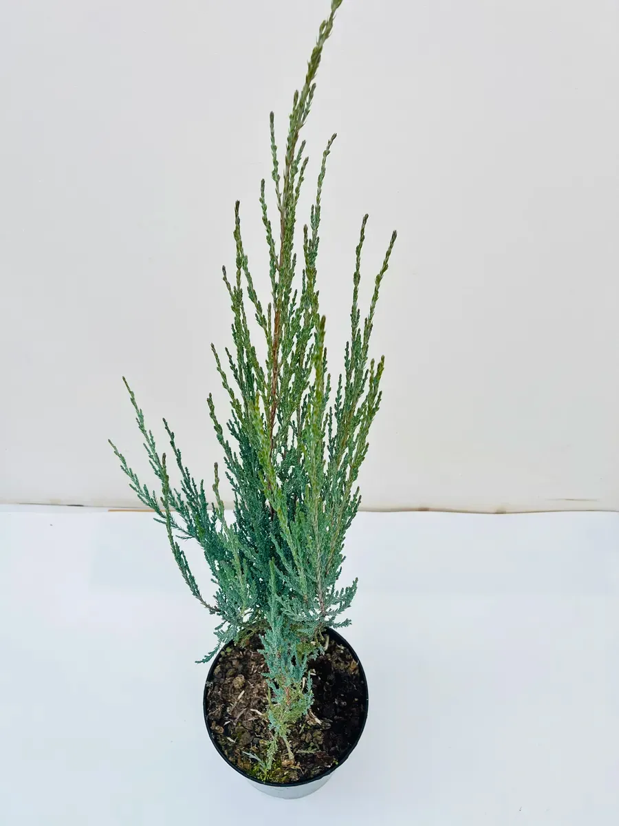 Можжевельник Блю Эрроу