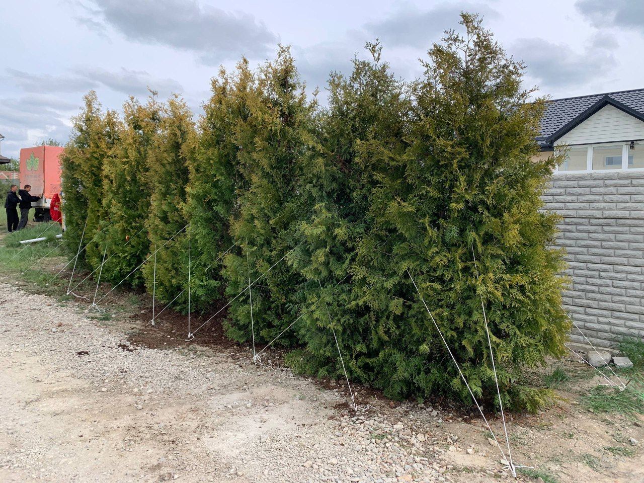 живая изгородь из туи брабант