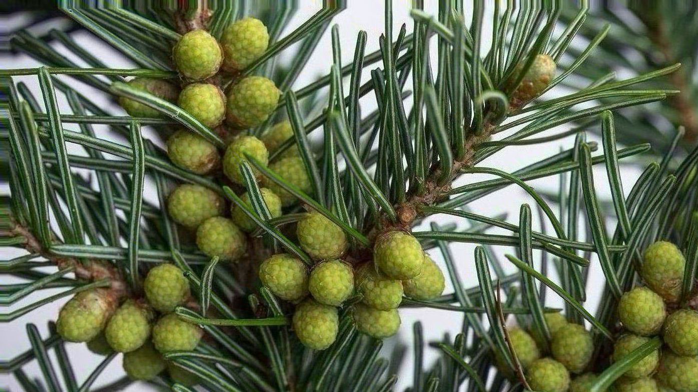 Пихта сибирская (Abies sibirica)