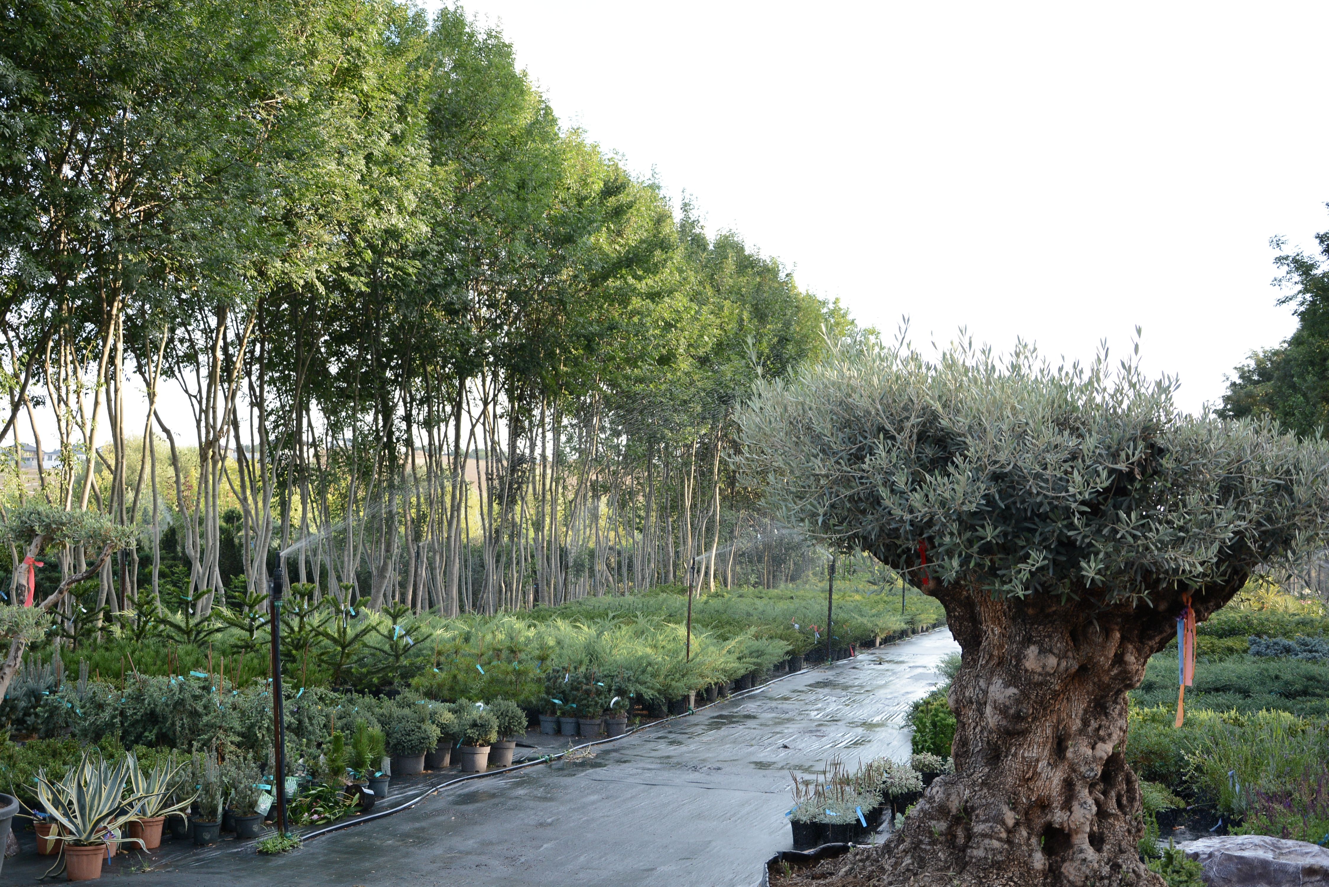 Фото галерея Питомника декоративных растений "Краснолесье"