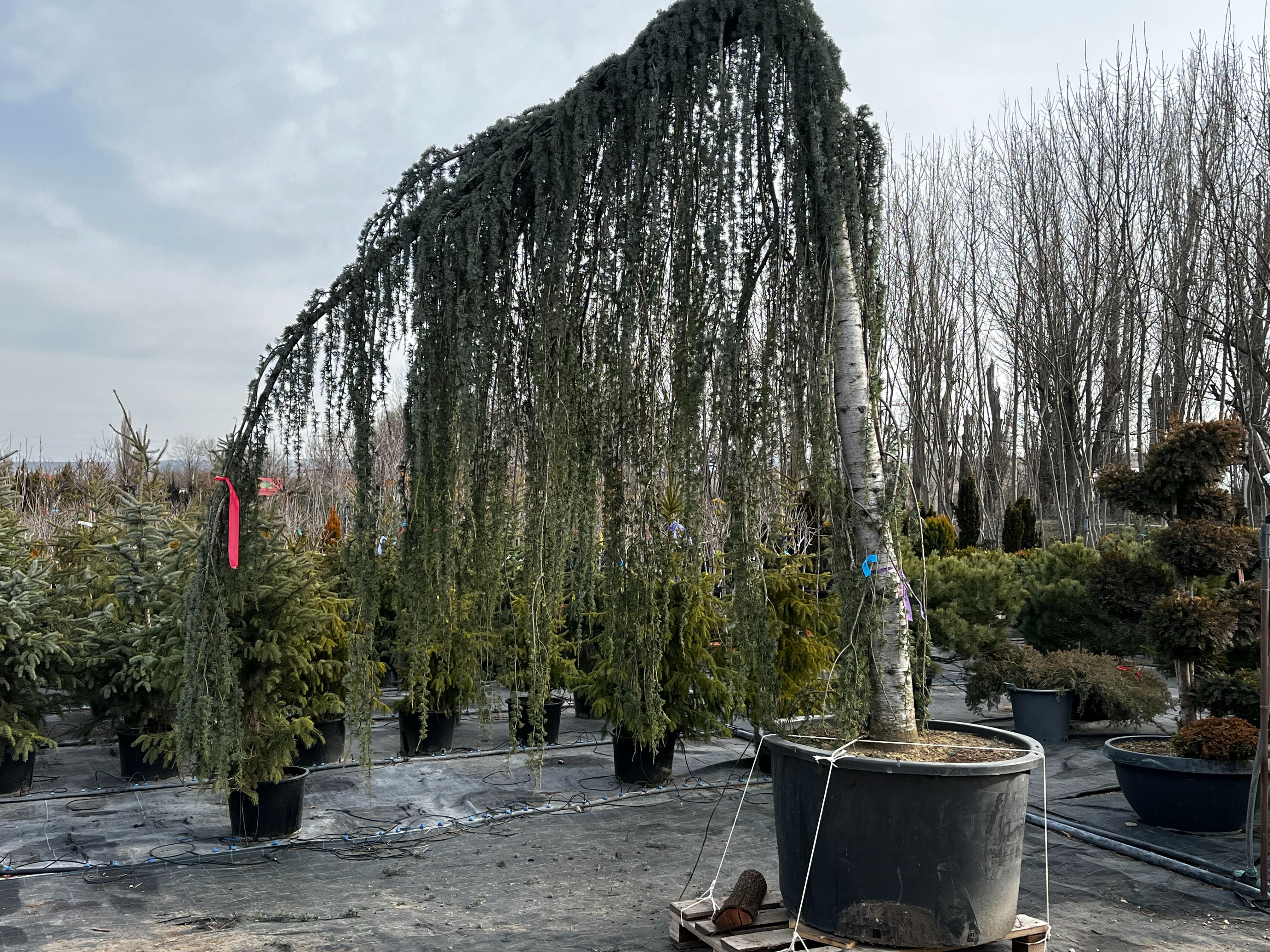 Фото взрослого дерева кедр