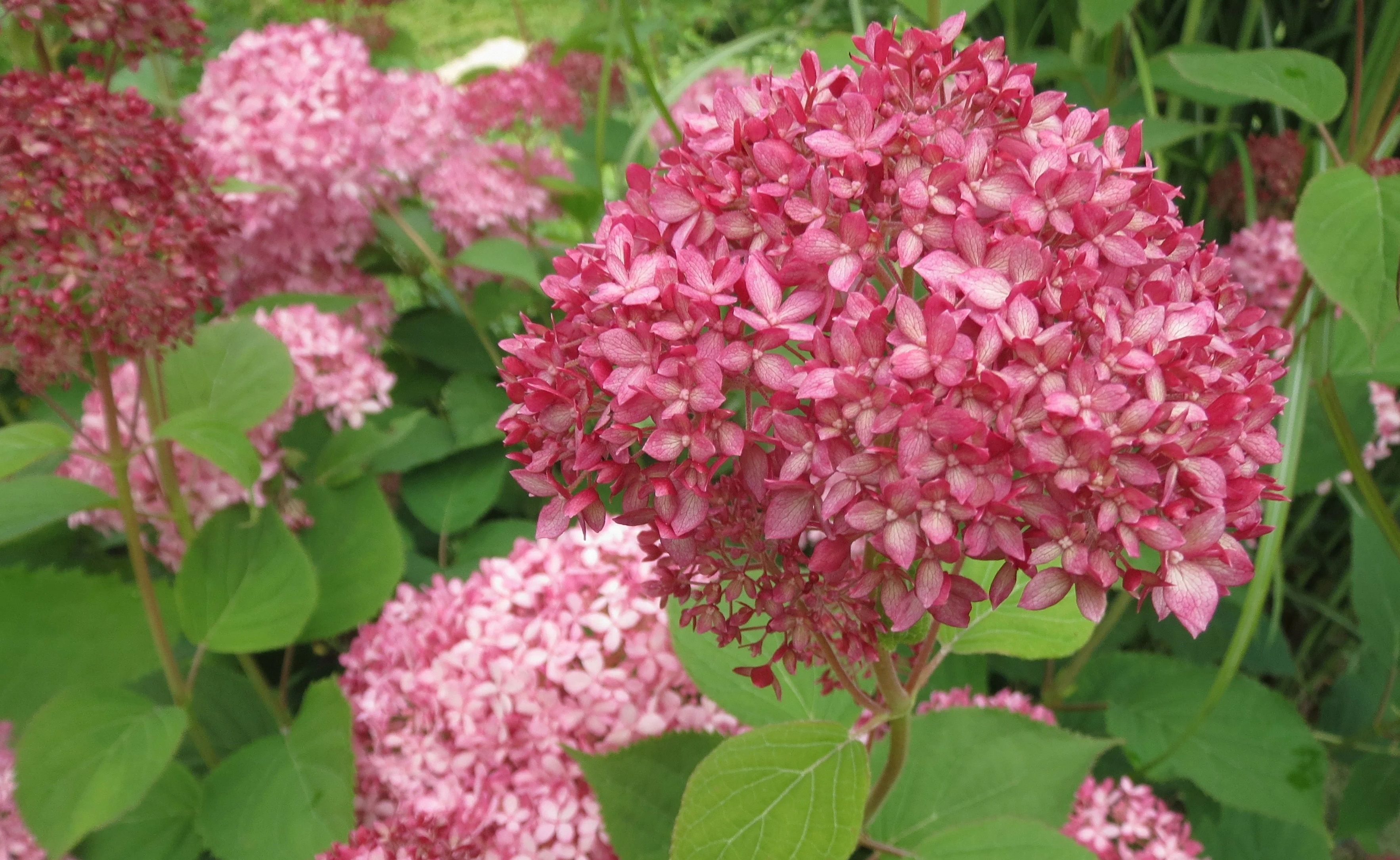 Гортензия древовидная