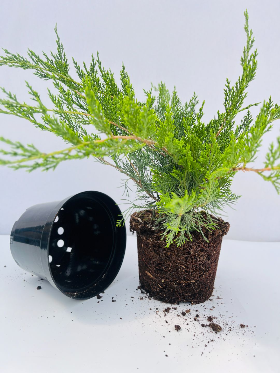 Можжевельник Минт Джулеп