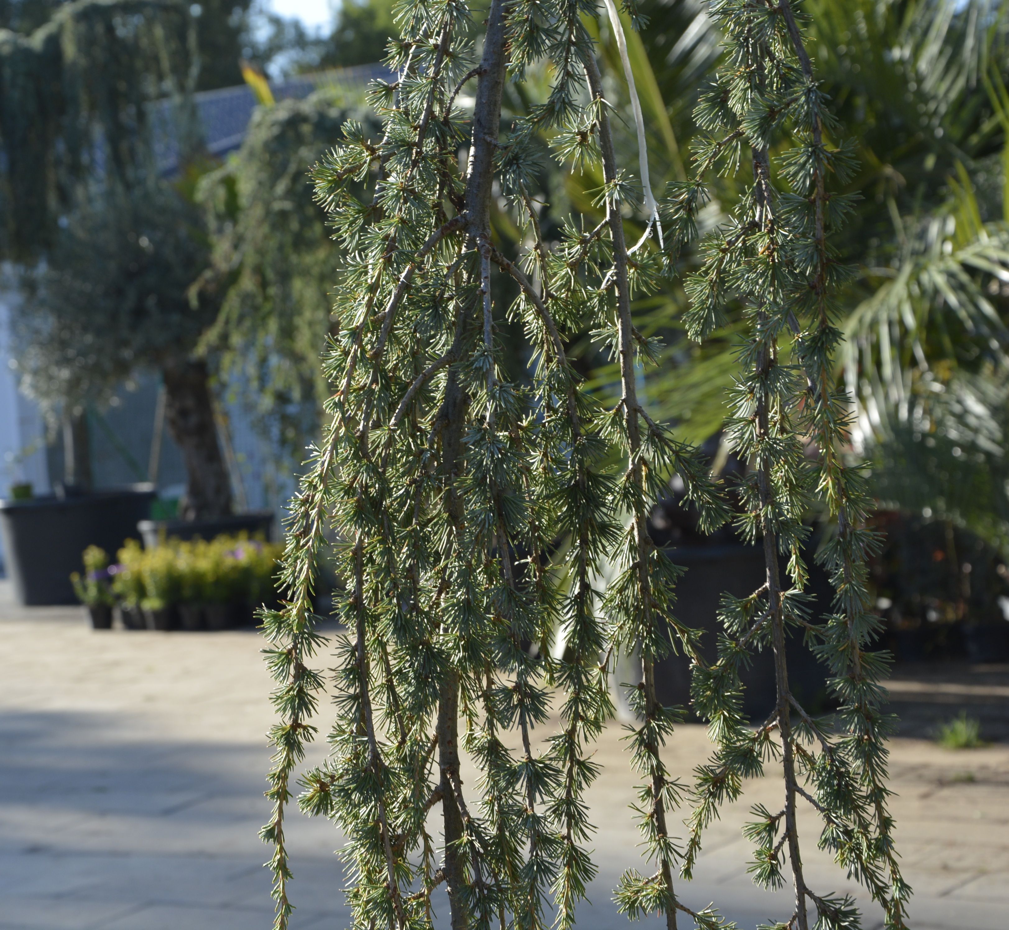 Фото хвоя кедра