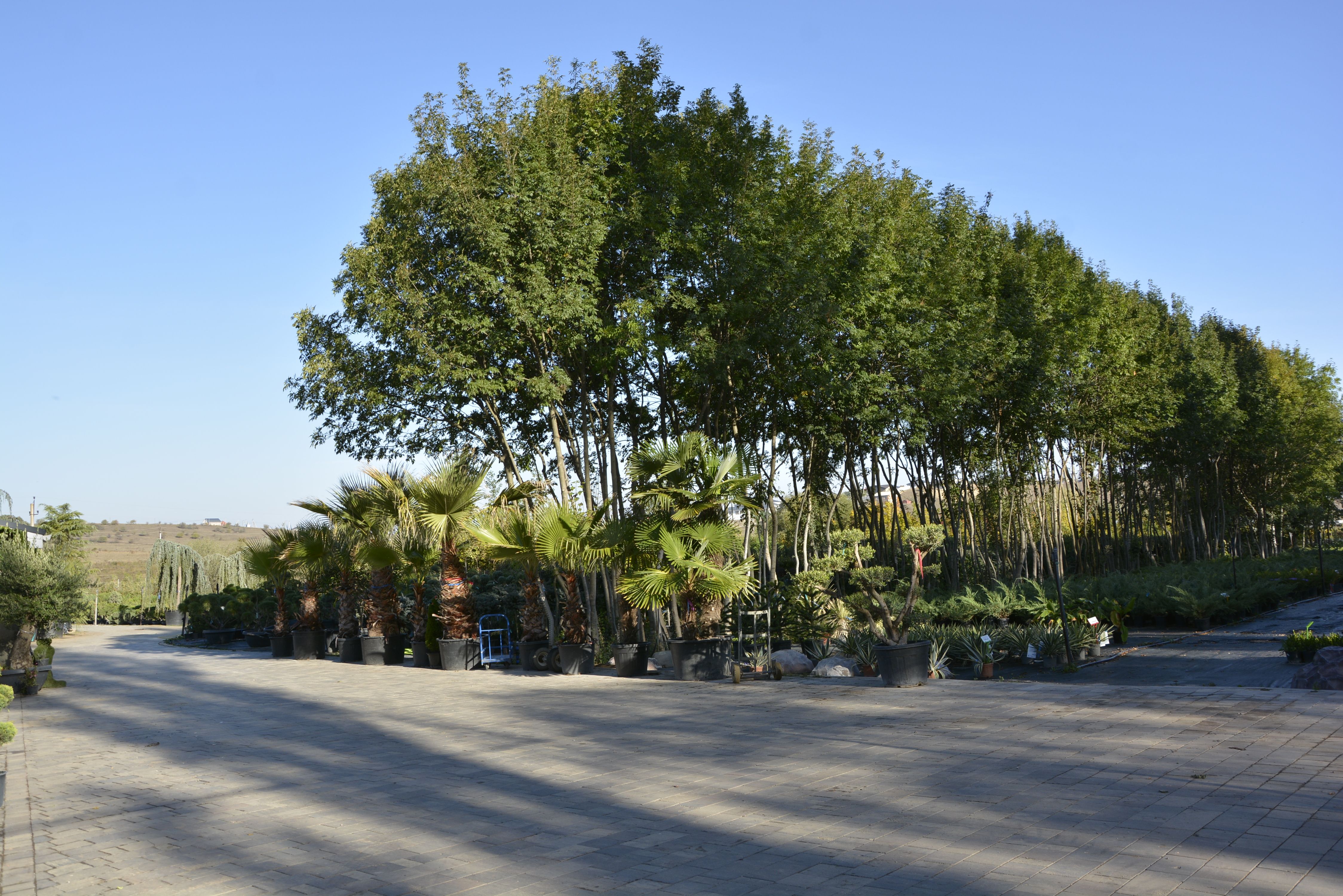 Фото галерея Питомника декоративных растений "Краснолесье"