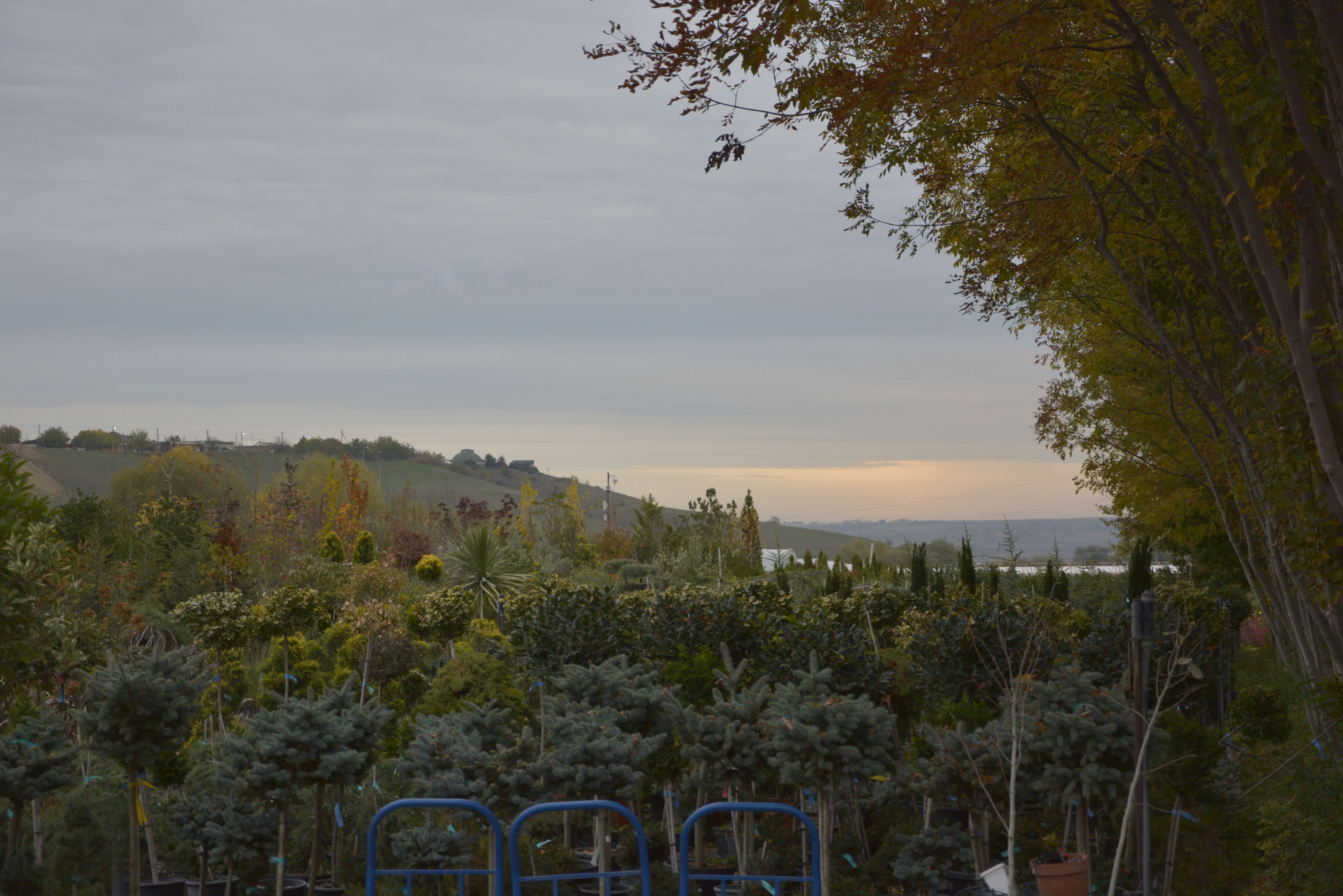 Фото галерея Питомника декоративных растений "Краснолесье"