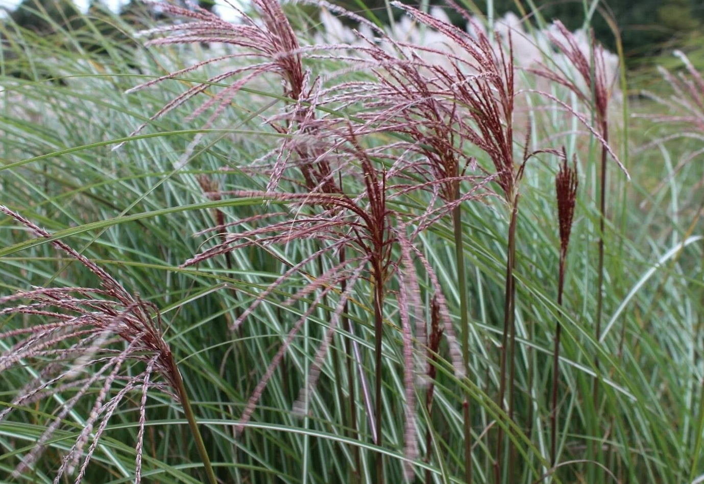 мискантус
