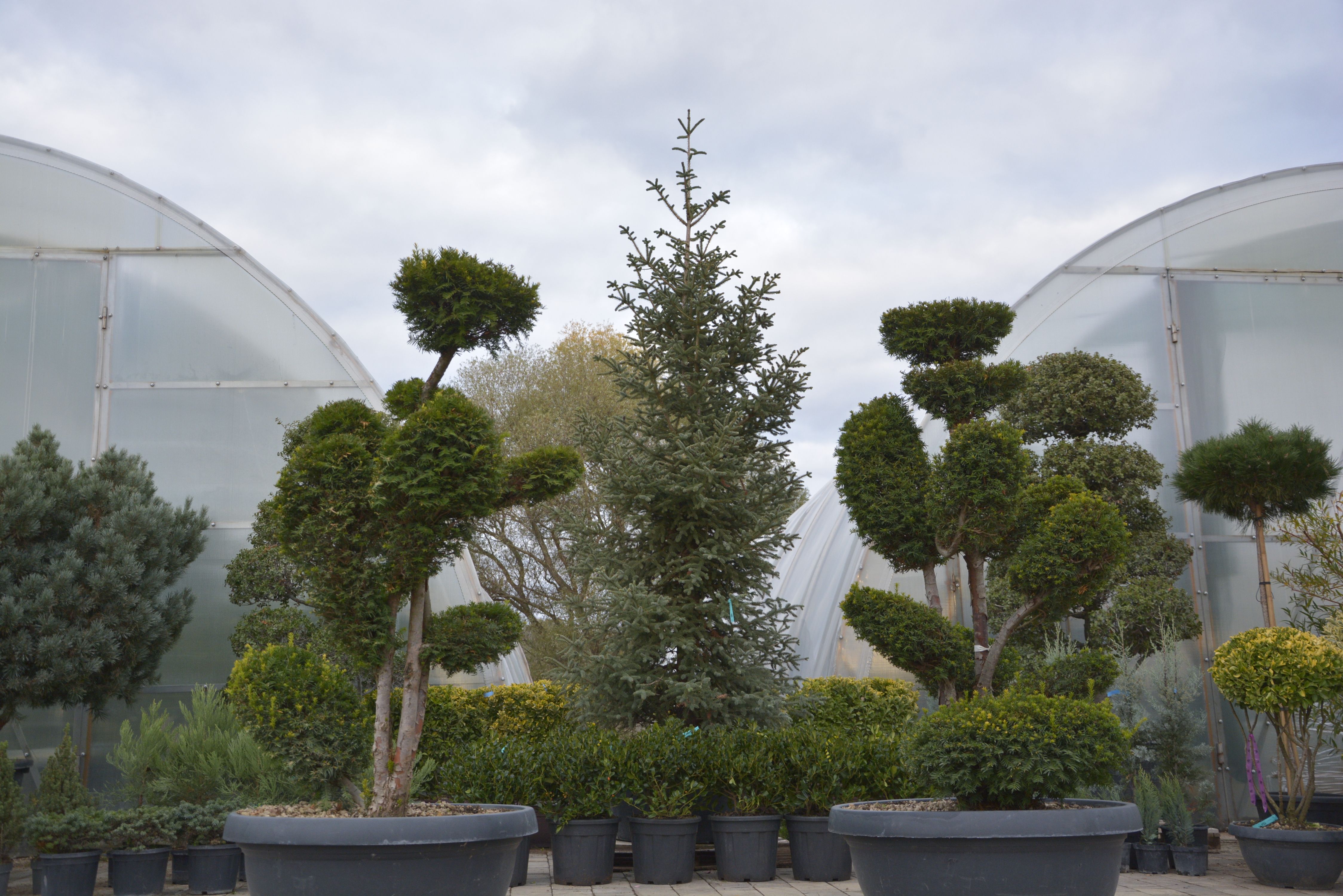 Фото Бонсай тис