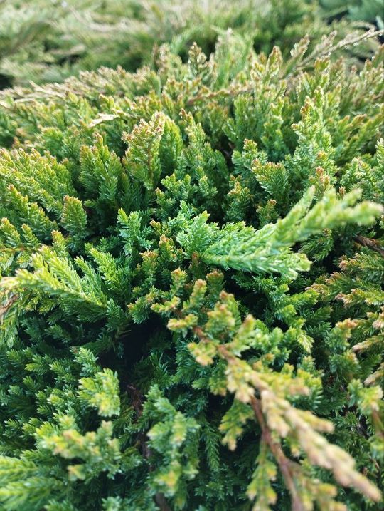 можжевельник