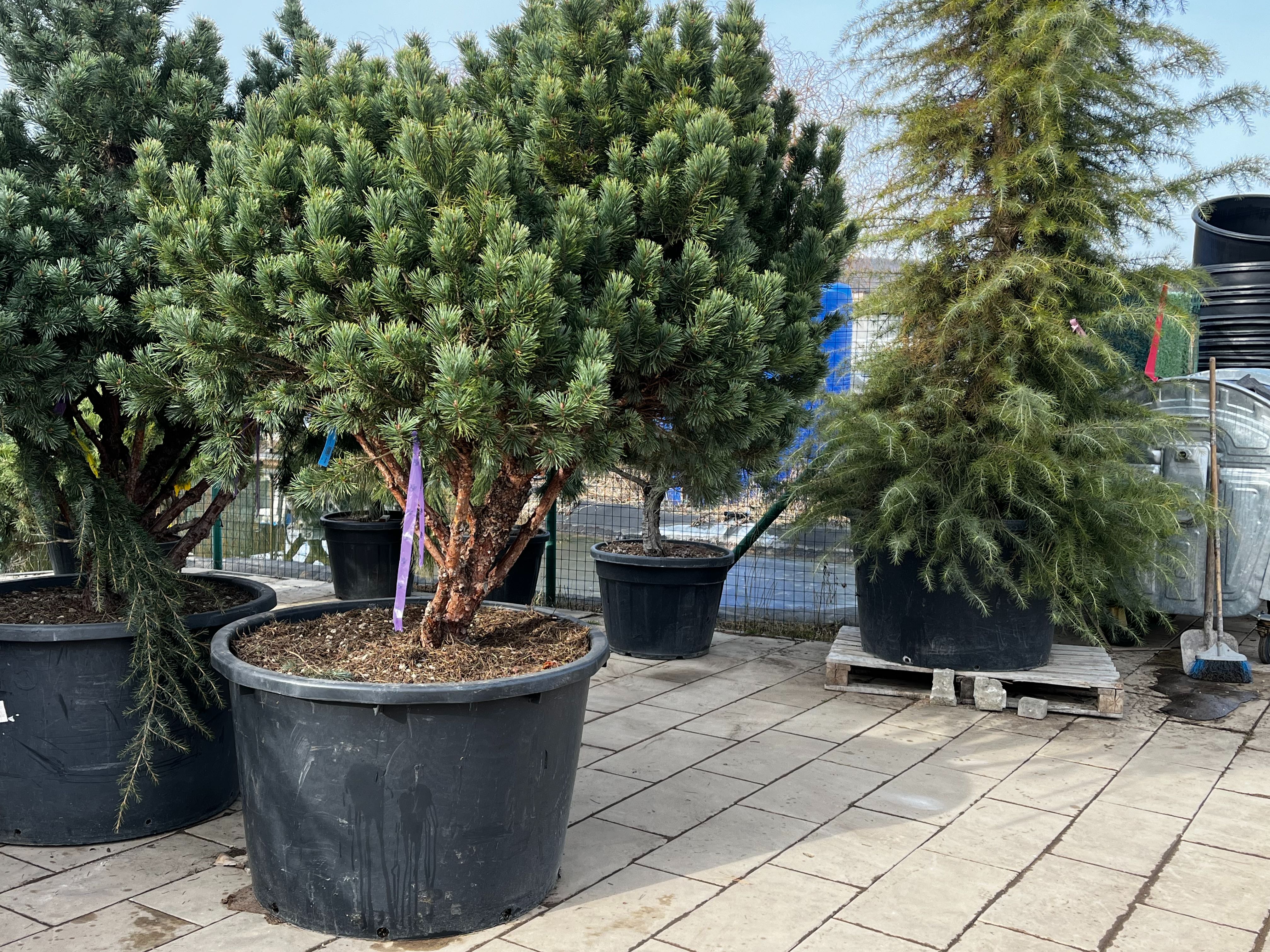 Фото галерея Питомника декоративных растений "Краснолесье"