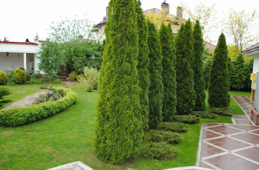 туя смарагд