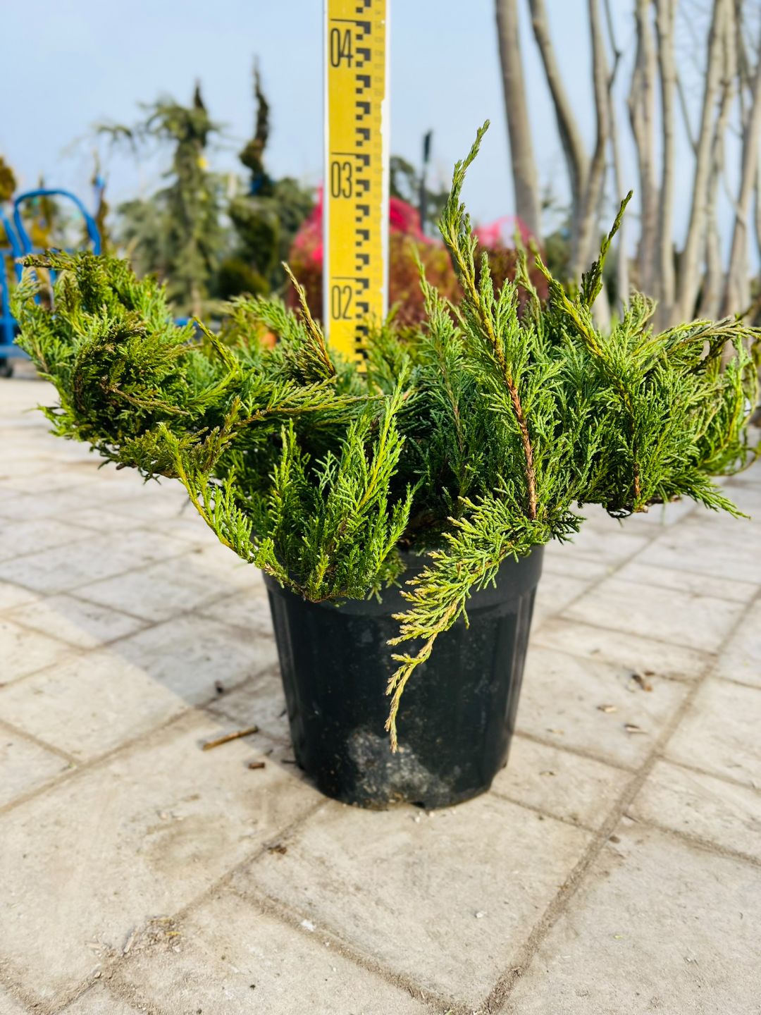 Можжевельник Тамарисцифолия