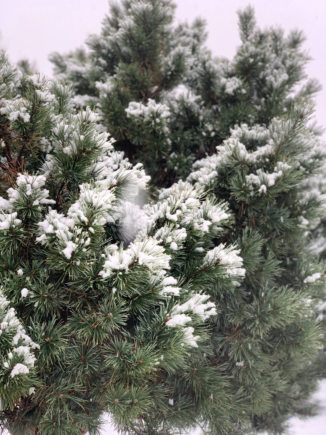 сосны зимой