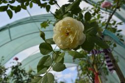 чайная роза