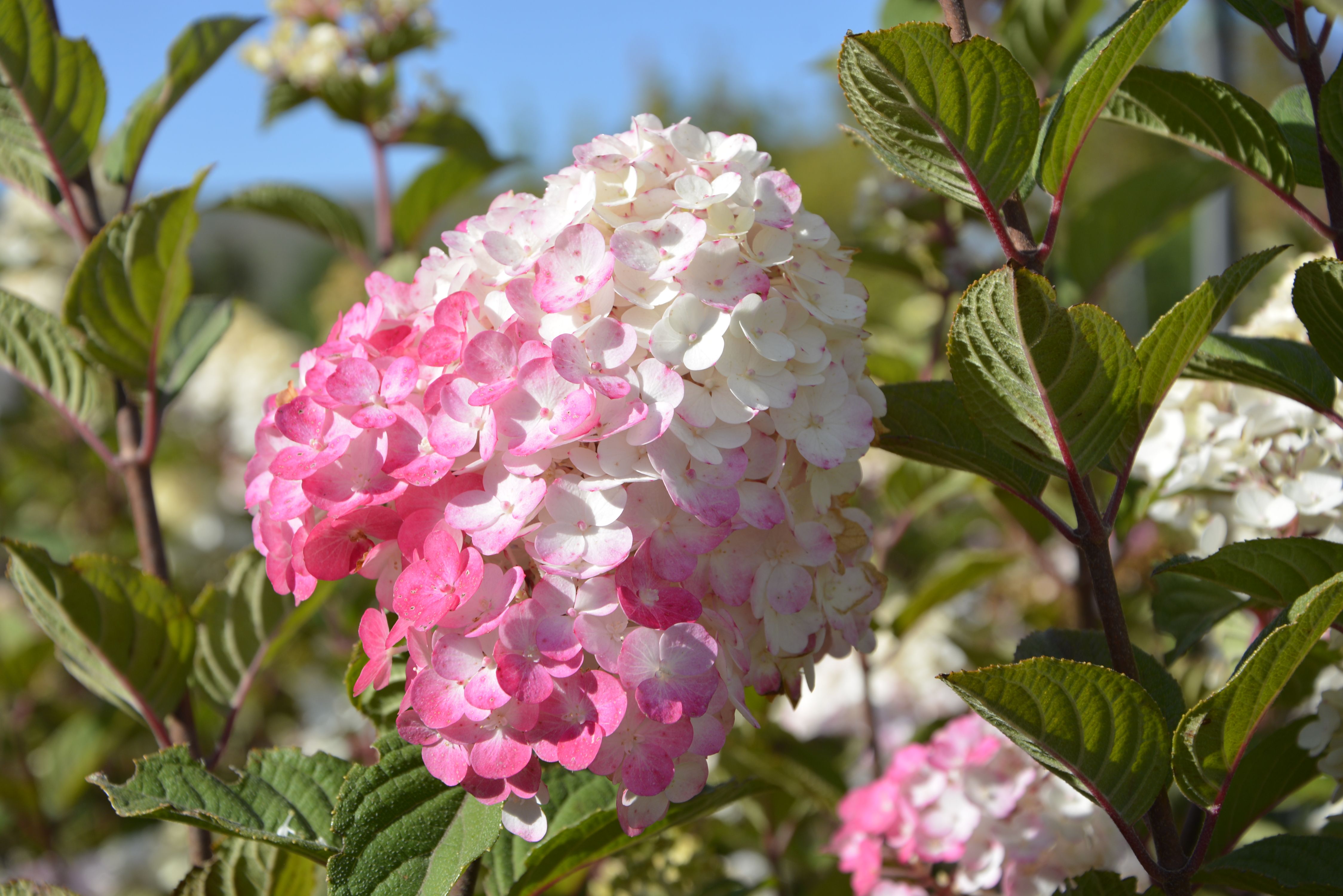 Гортензия метельчатая