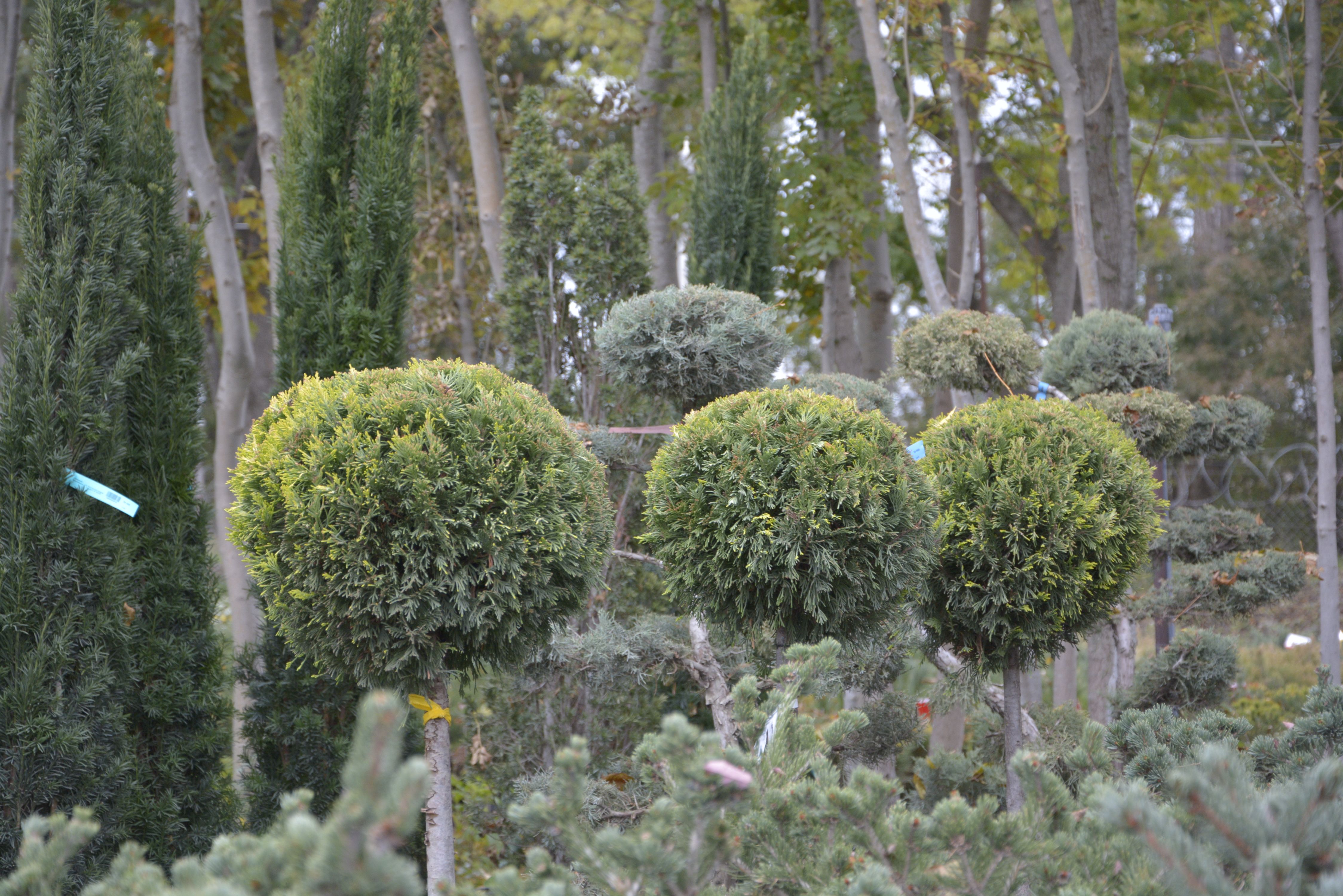Фото галерея Питомника декоративных растений "Краснолесье"