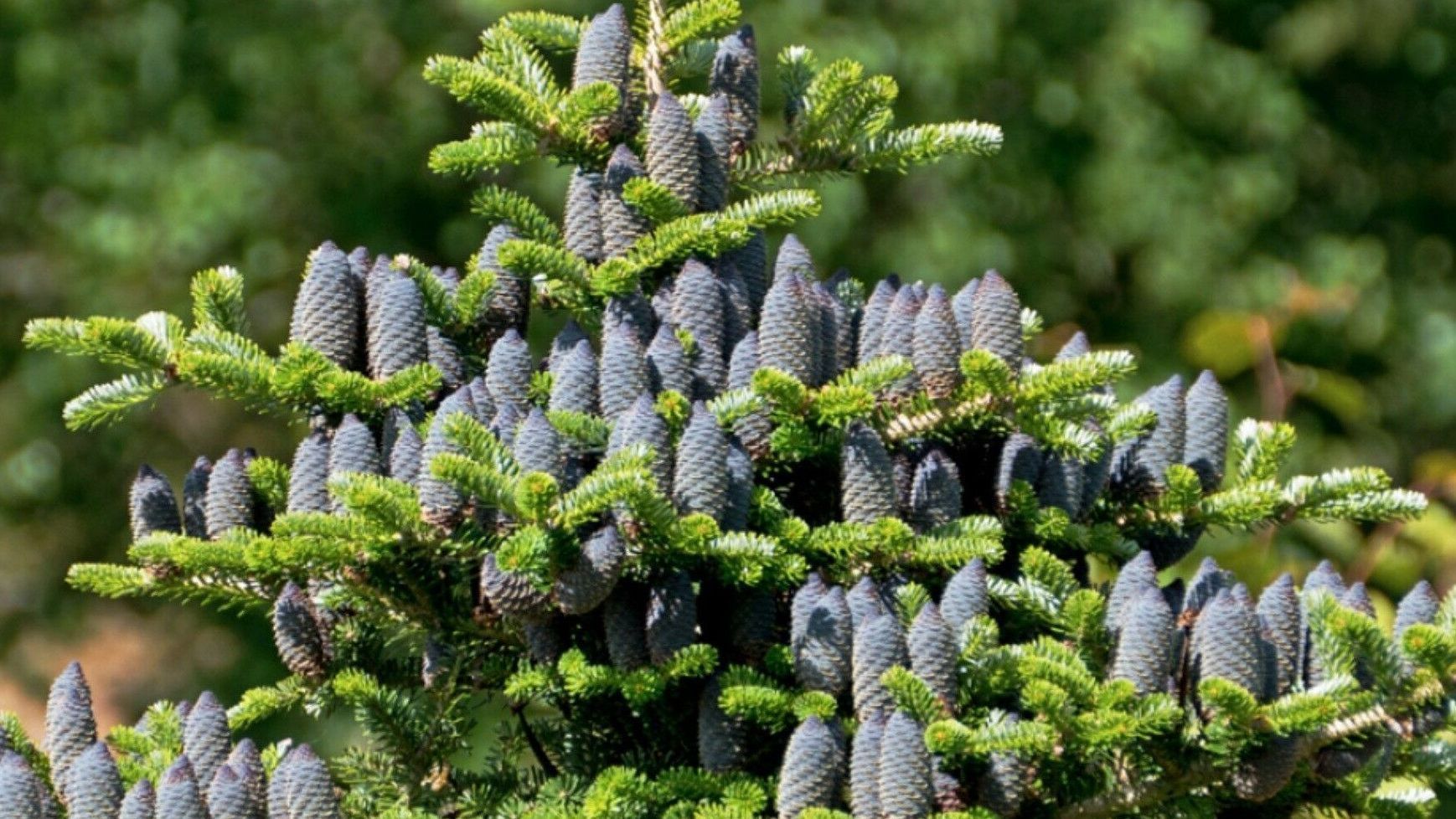 Пихта корейская (Abies koreana)