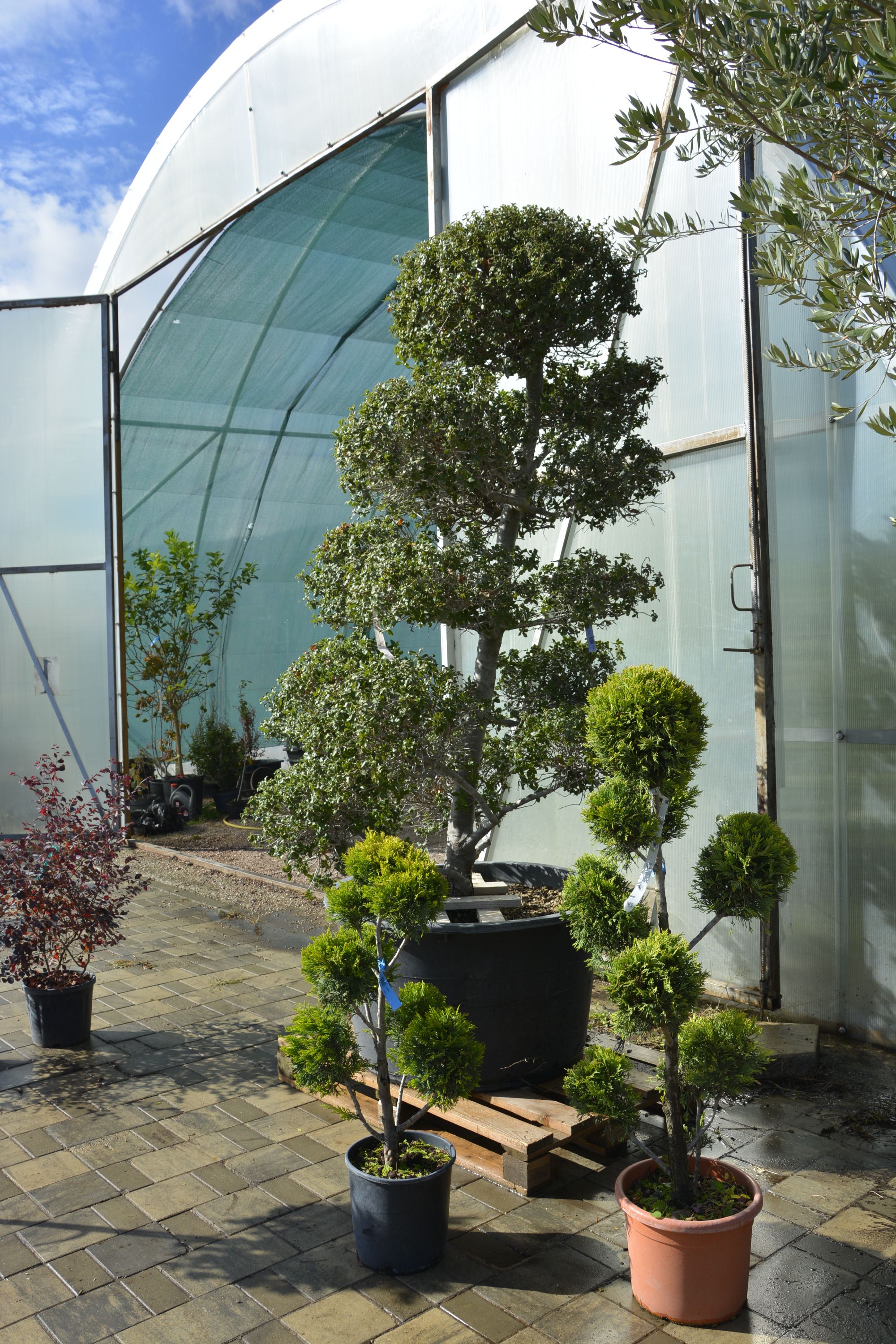 Фото галерея Питомника декоративных растений "Краснолесье"