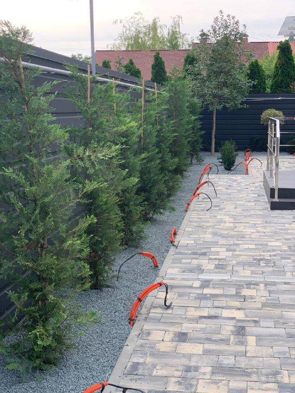 живая изгородь из туй