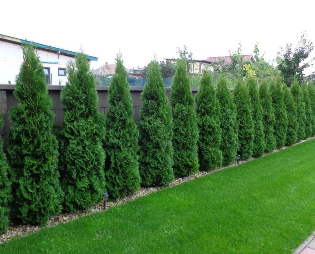 изгородь из туй