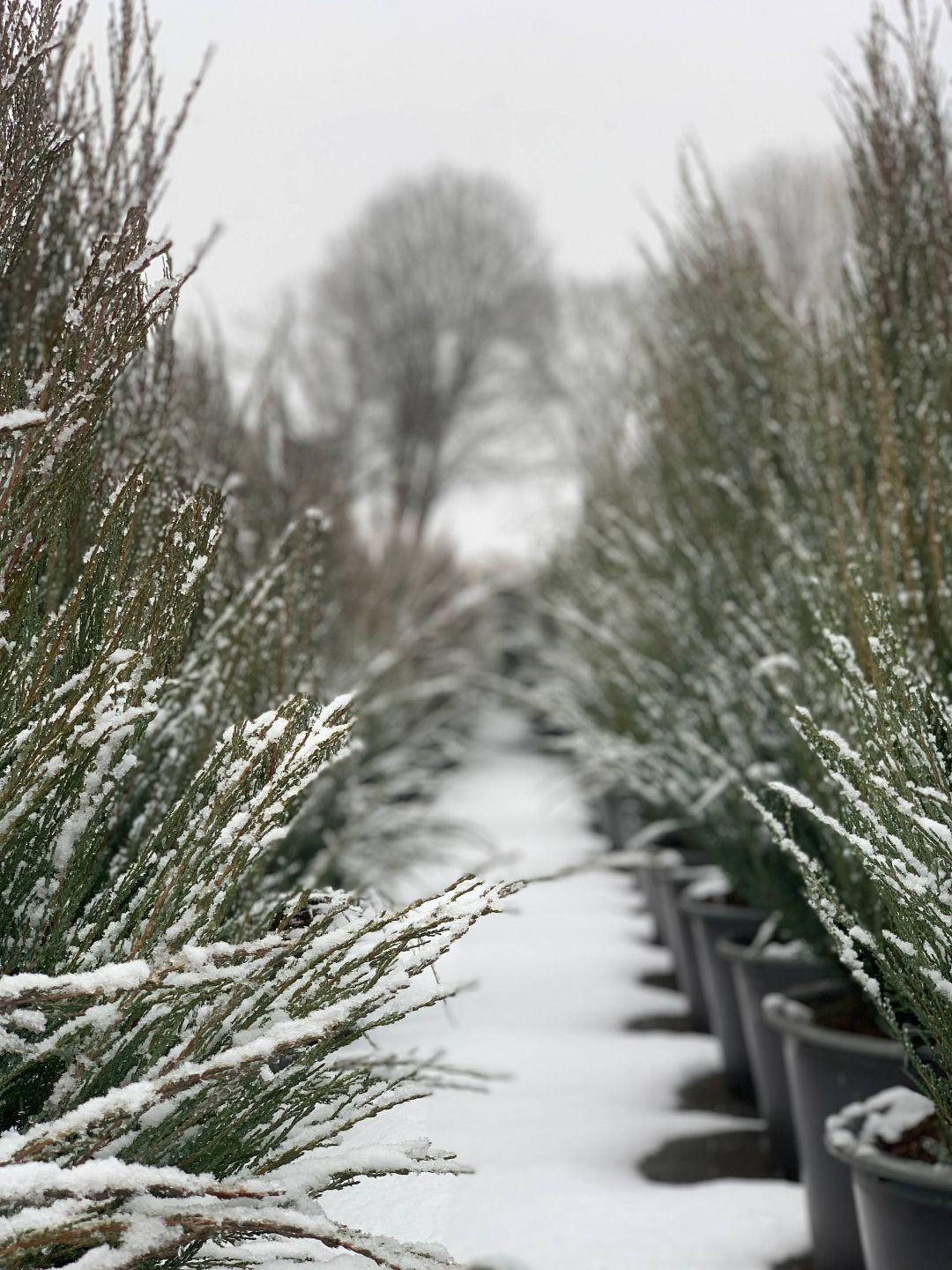 можжевельник зимой