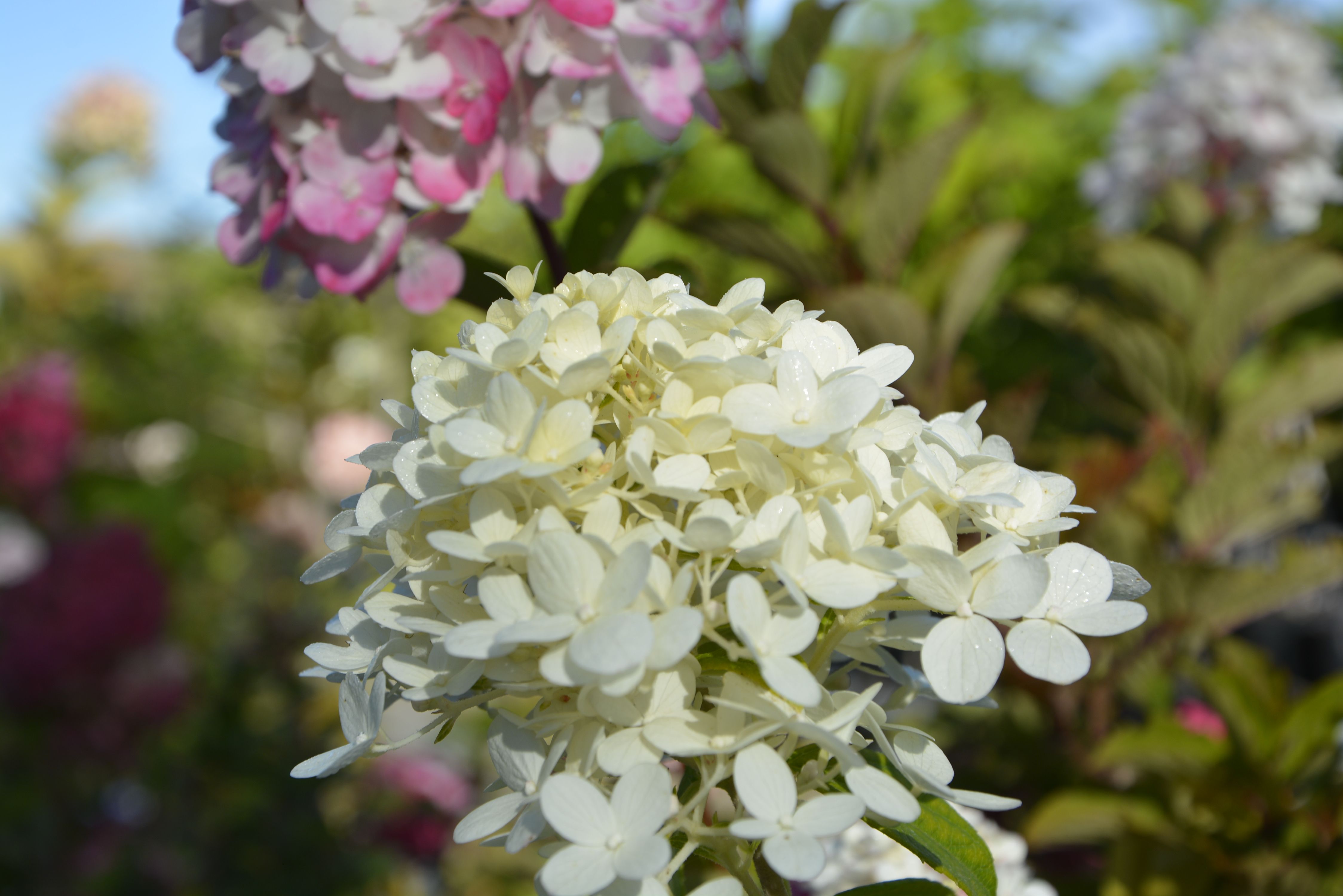 Гортензия метельчатая