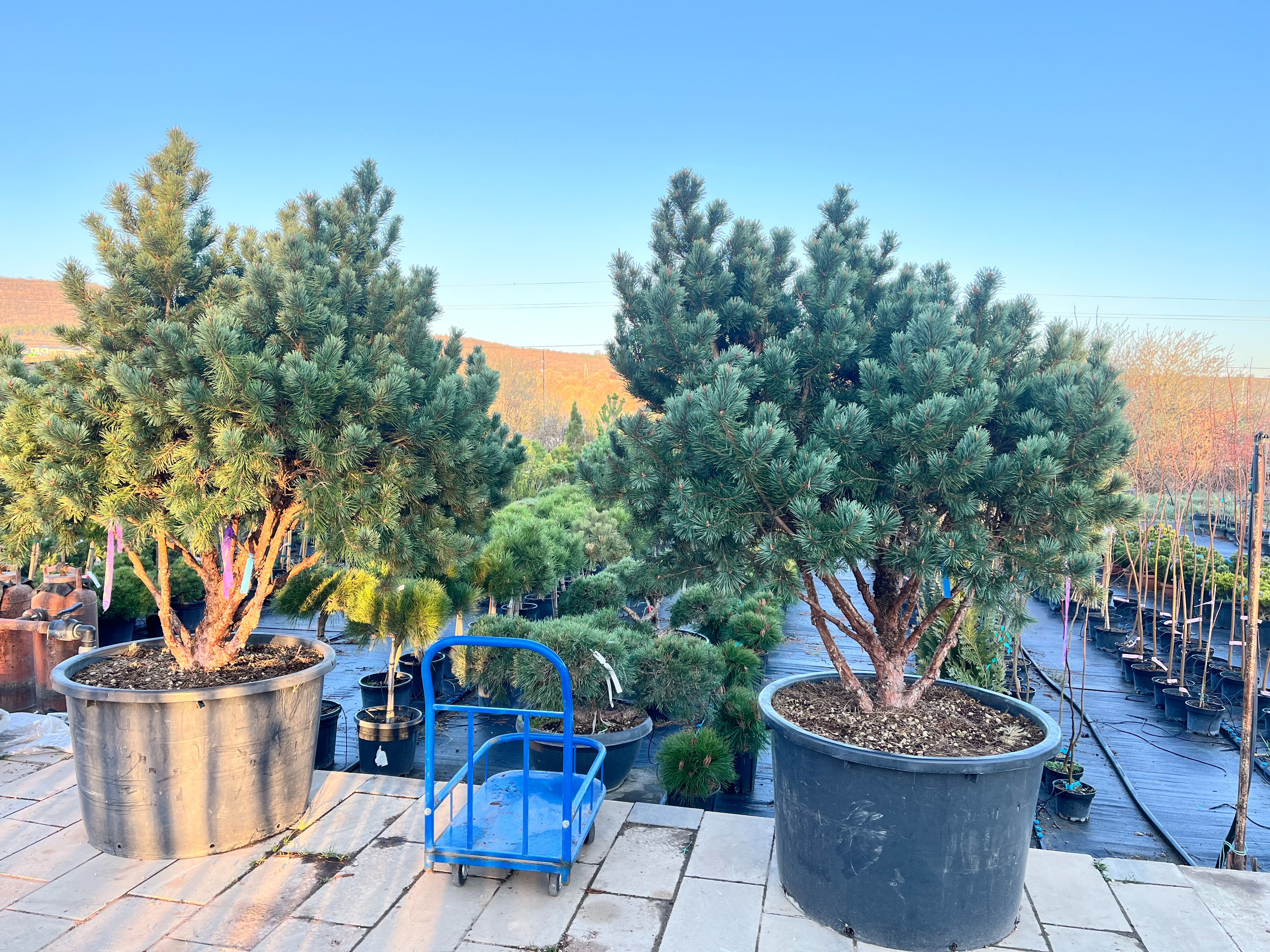 Фото галерея Питомника декоративных растений "Краснолесье"