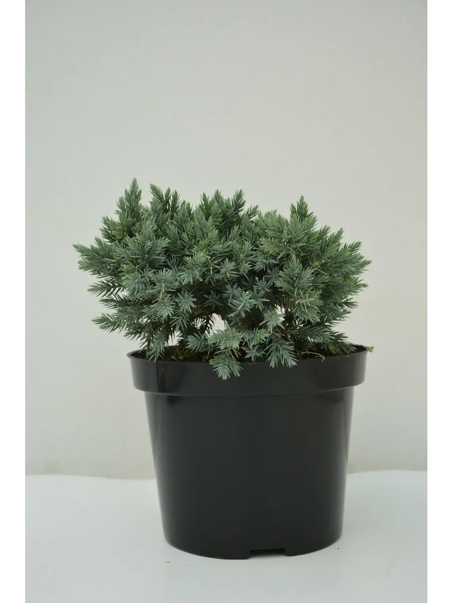 Можжевельник Блю стар