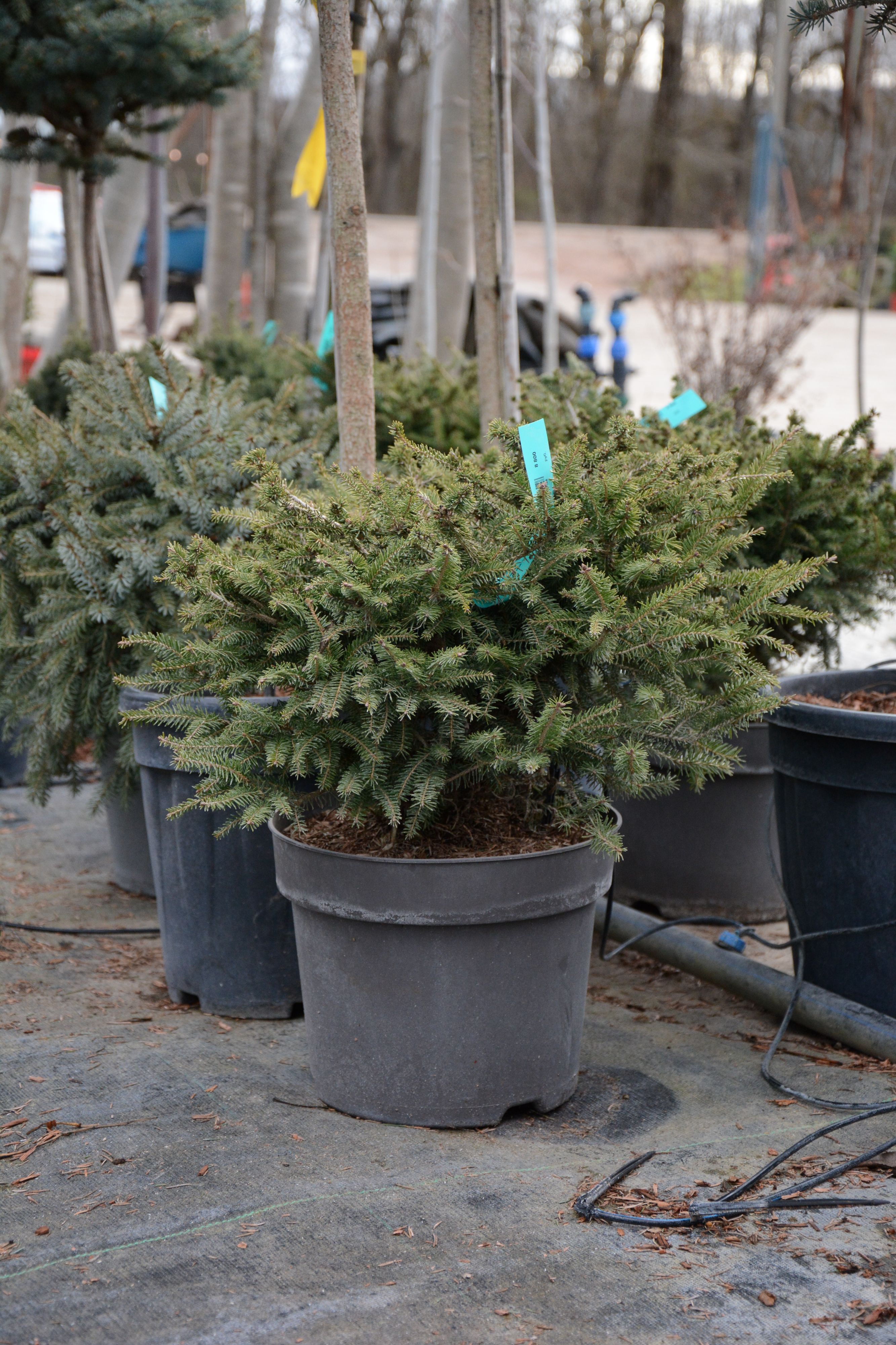 Ель обыкновенная "Нидиформис"