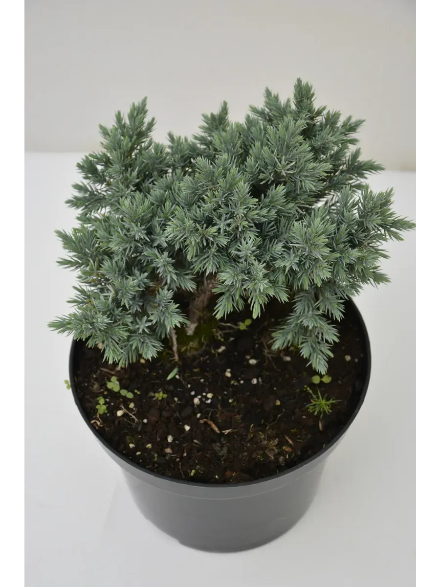 Можжевельник Блю стар