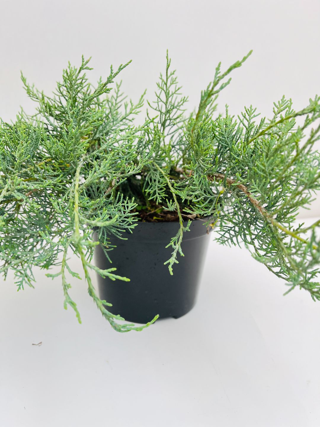 Можжевельник Грей Оул