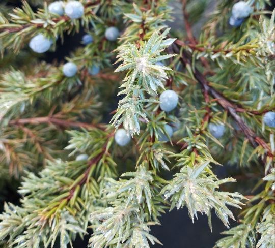 Можжевельник обыкновенный