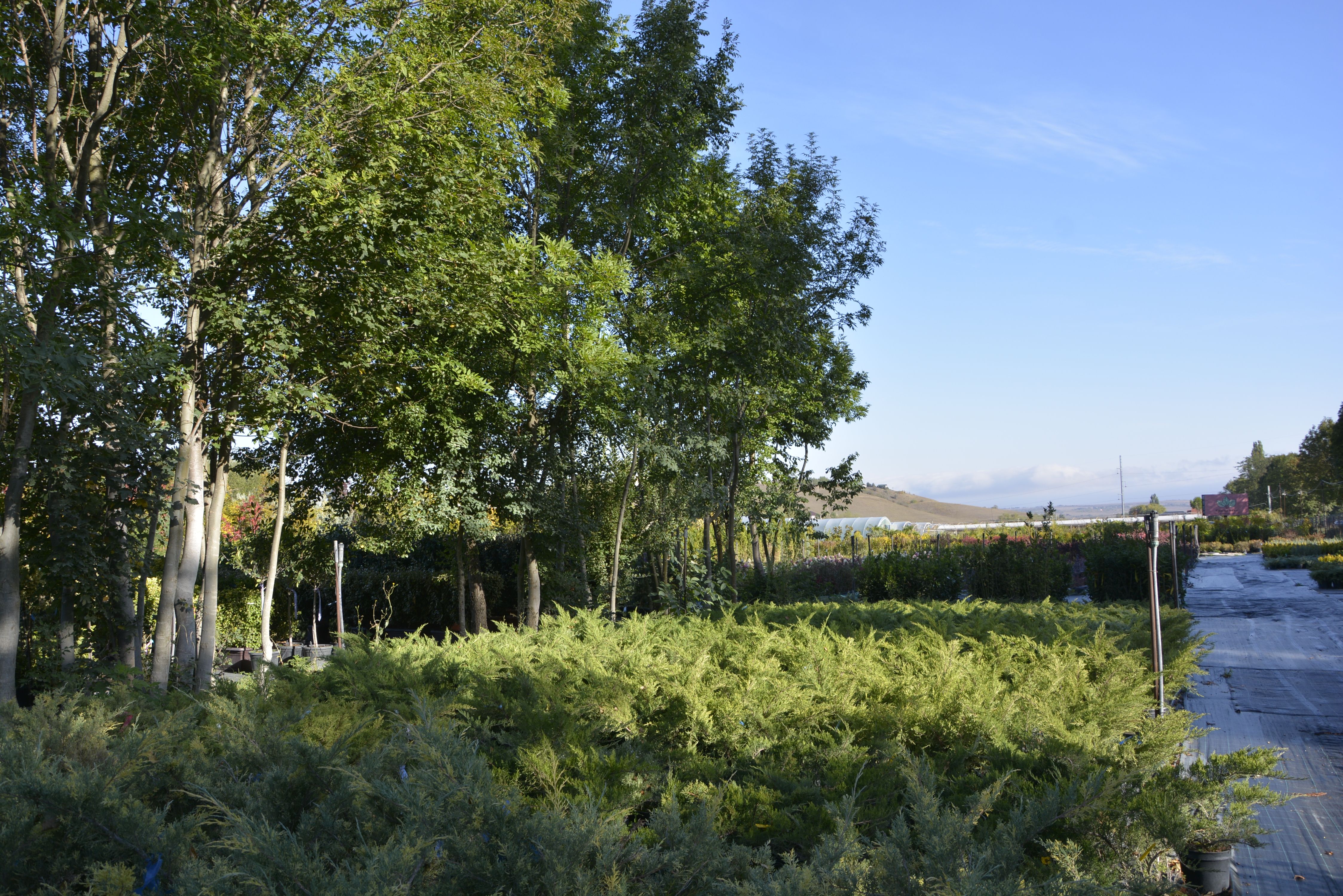 Фото галерея Питомника декоративных растений "Краснолесье"