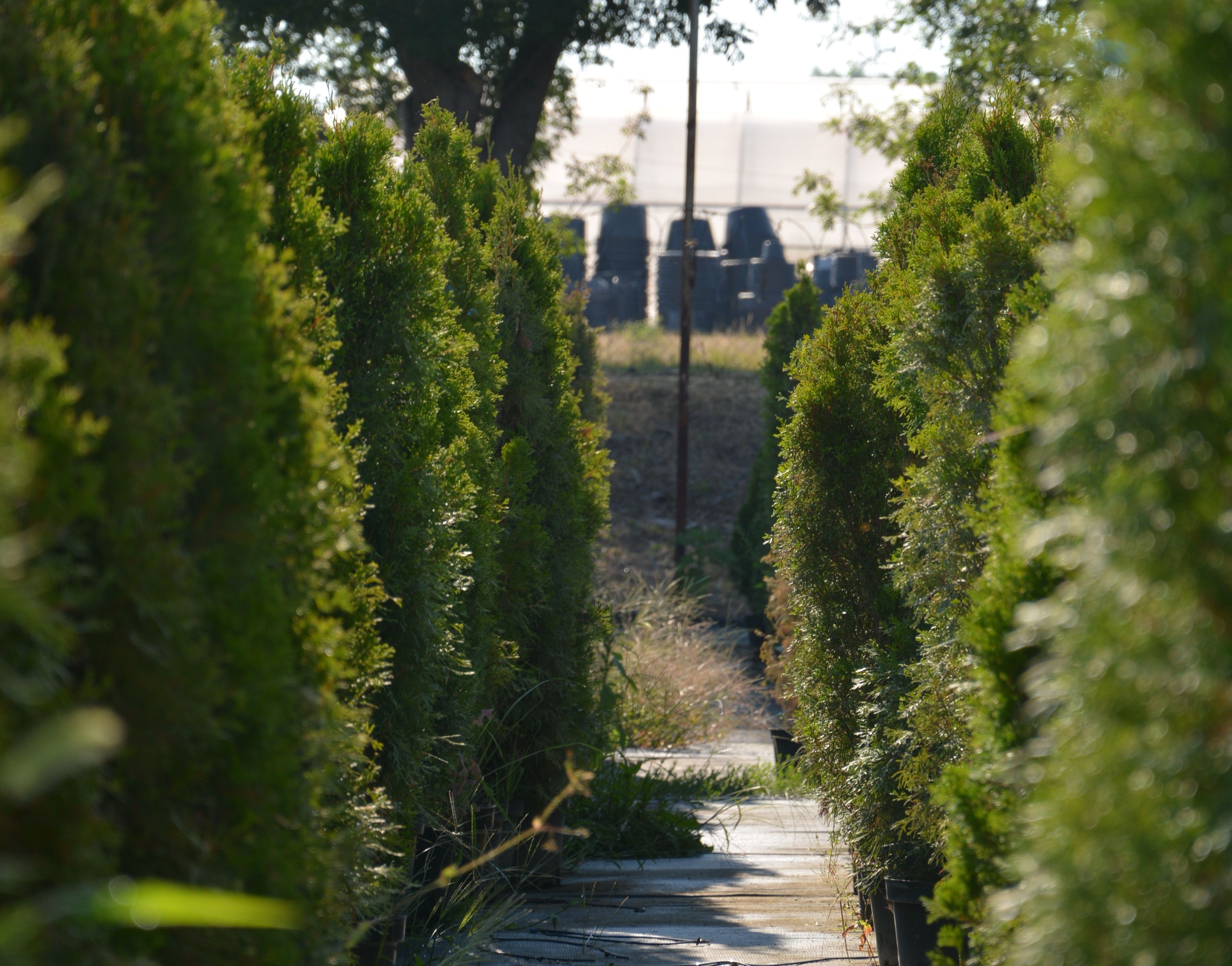 Фото галерея Питомника декоративных растений "Краснолесье"