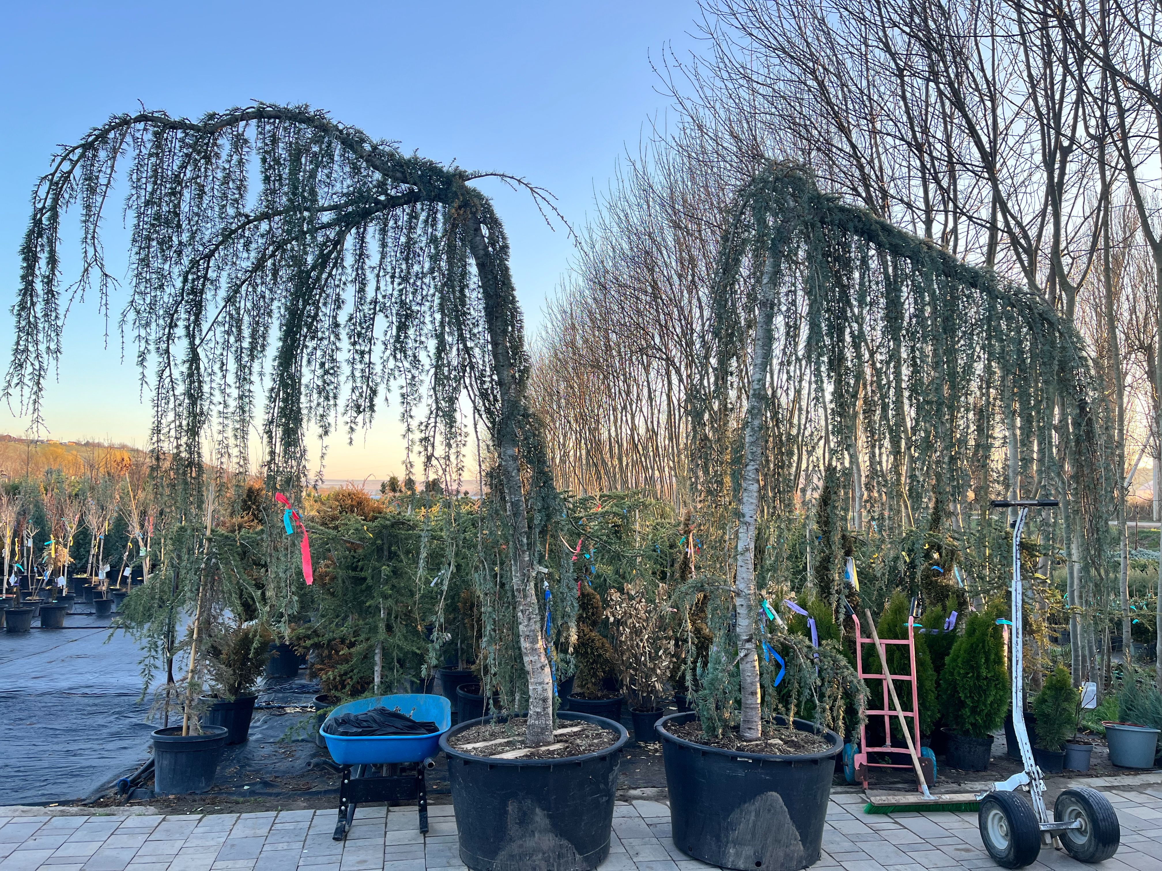 Фото галерея Питомника декоративных растений "Краснолесье"