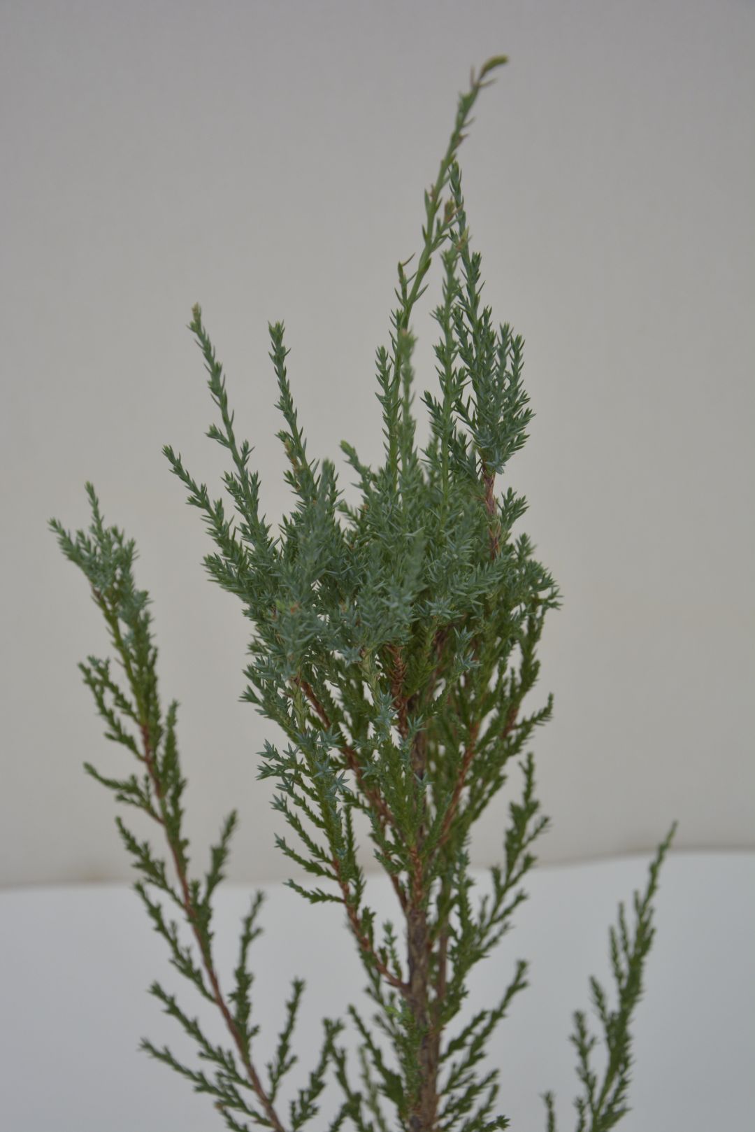 Можжевельник Блю Эрроу