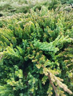 можжевельник