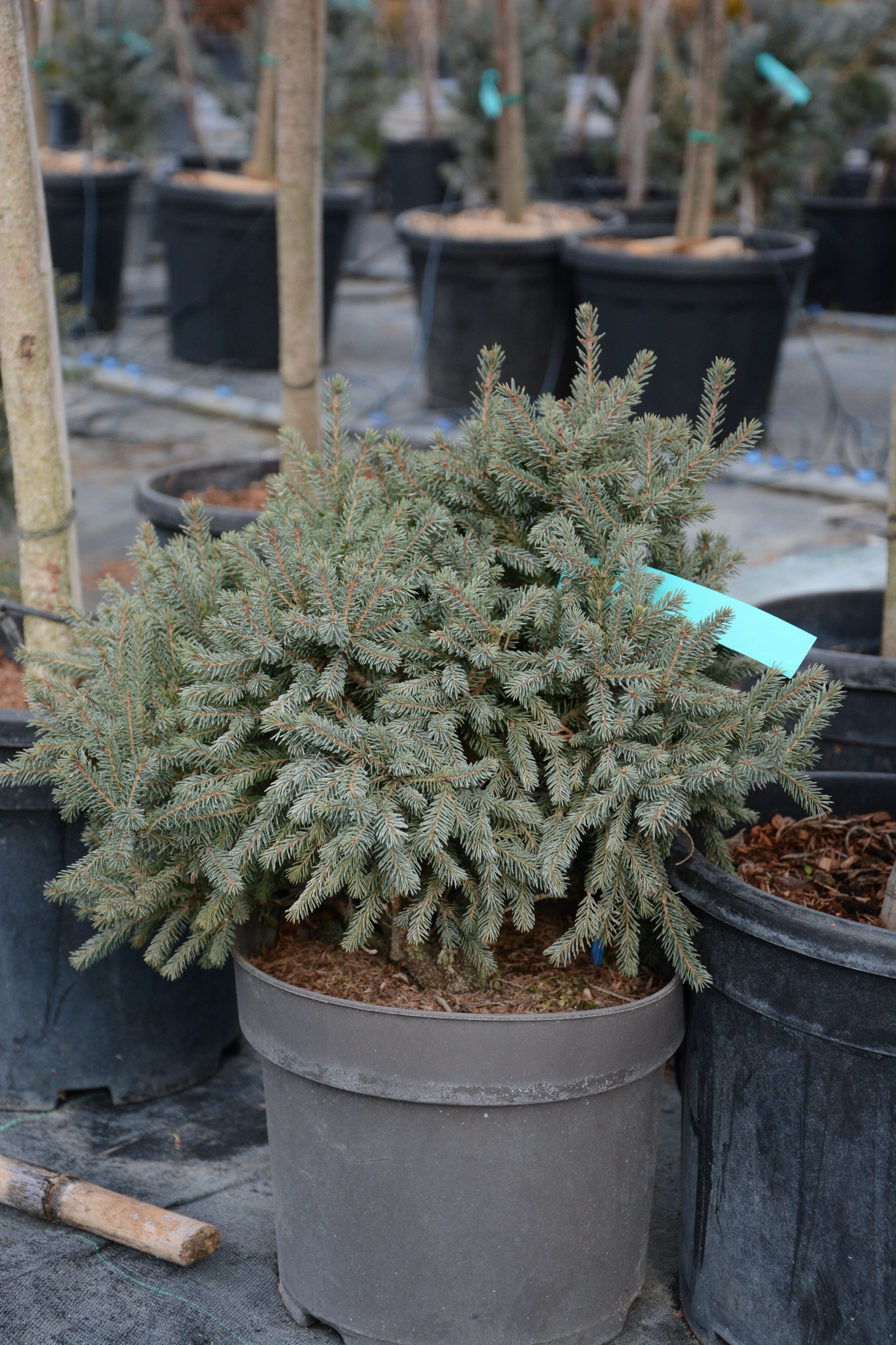 Ель канадская Эхиниформис 