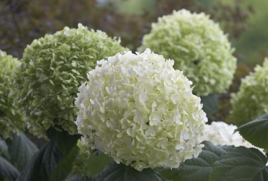 гортензия древовидная