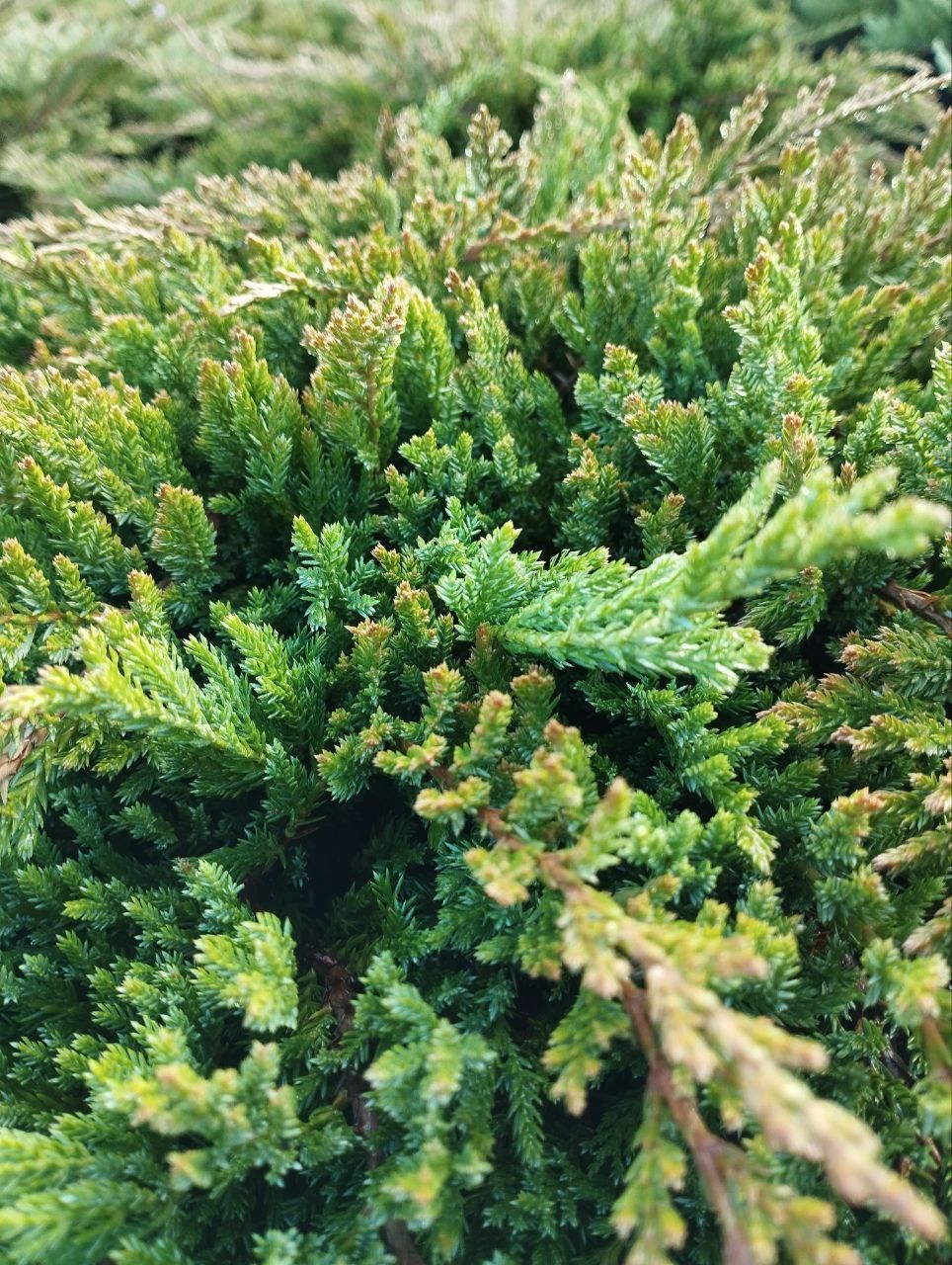 можжевельник