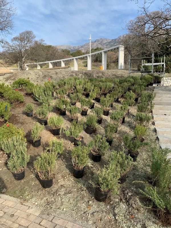 озеленение