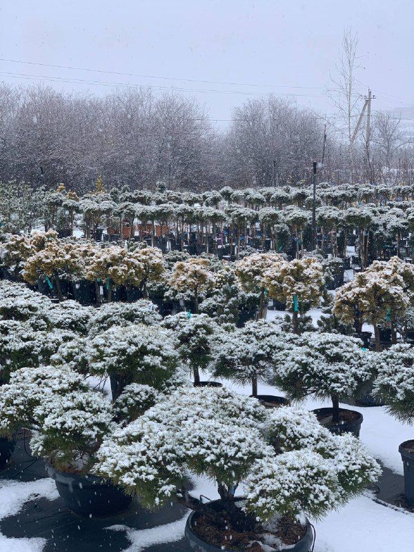 хвойные зимой