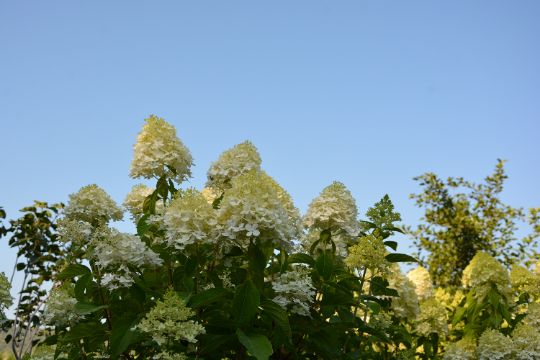 Гортензия метельчатая